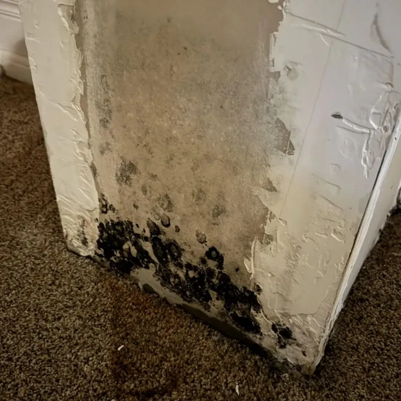 Professional Mold Removal in Oak Grove, LA